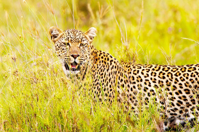 Leopard, Arusha