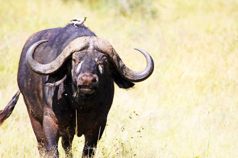 Cape buffalo is the most dangerous animal among the Big Five, Arusha