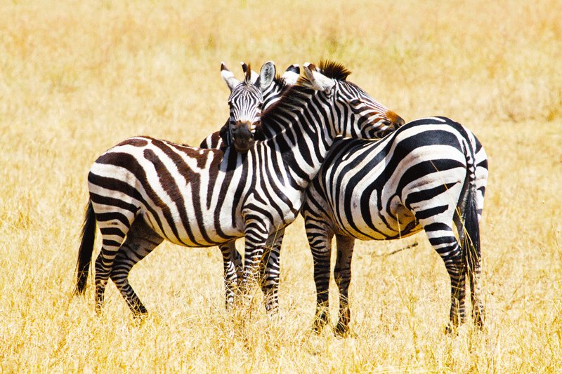 Hugging zebras, Arusha