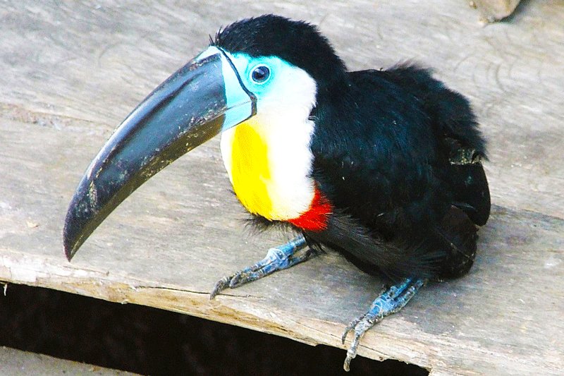 Toucan that has been caught by warao people in order to sell out to the tourists, Maturin