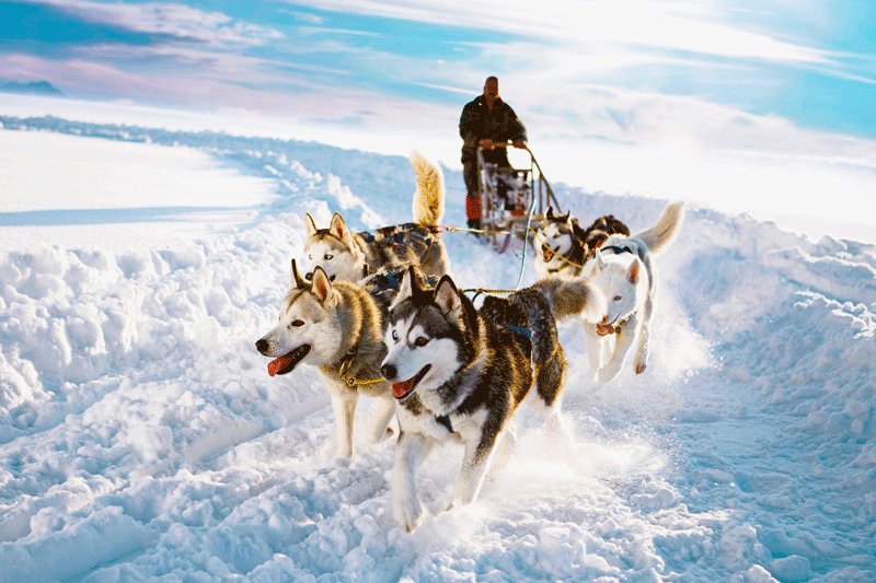 Husky ride, Rovaniemi