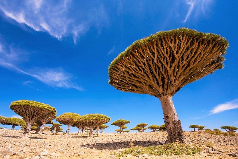 The Dragon tree grows only on Socotra island, Sana