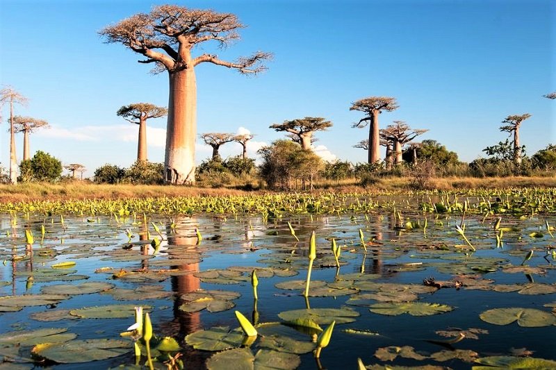 Baobab, Sana