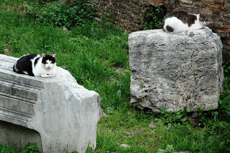 Torre Argentina Cat Sanctuary