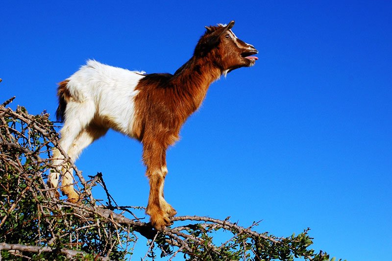 Tree goat