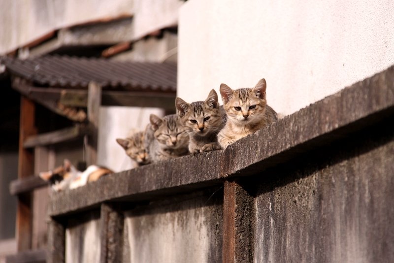 Cats in the Kadıköy district