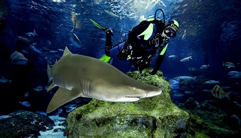 In an aquarium with sharks