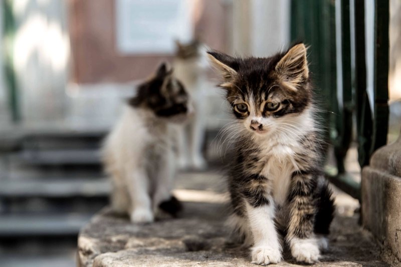 Cat in Istanbul