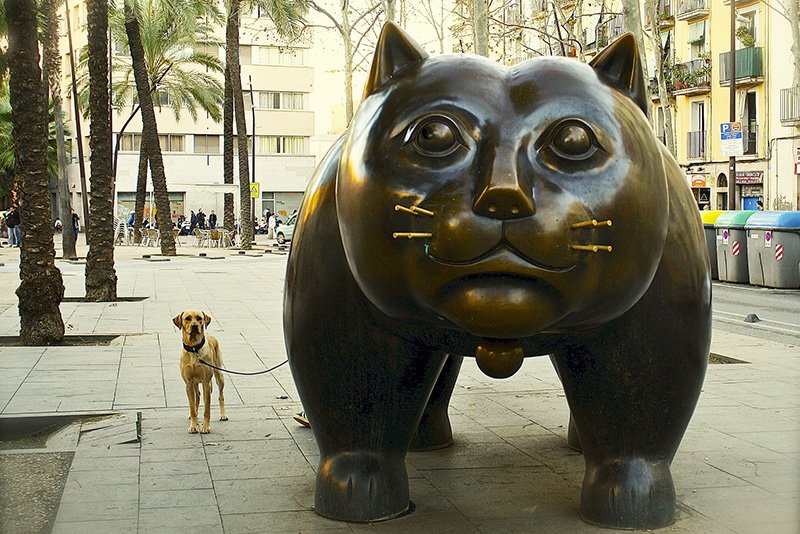 Barcelona Cat