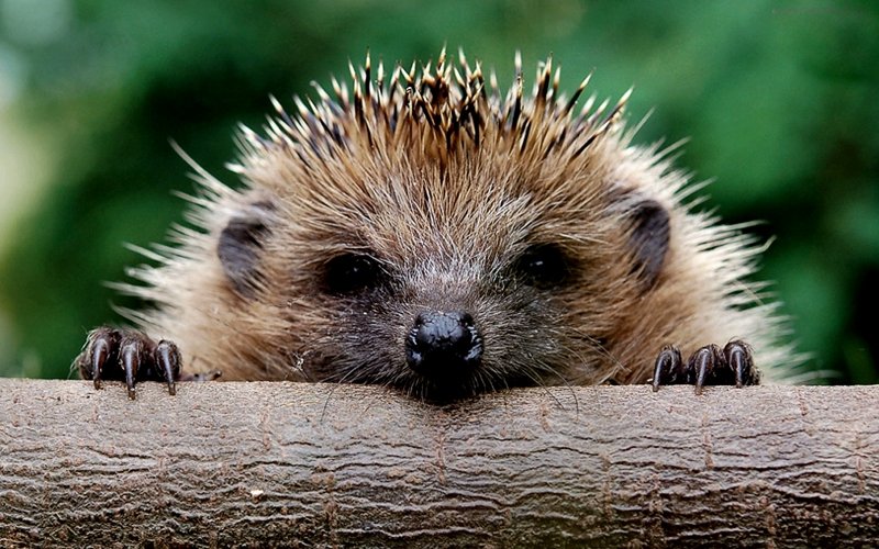 This hedgehog has already chosen his victim. He's just looking at one!, Kiev