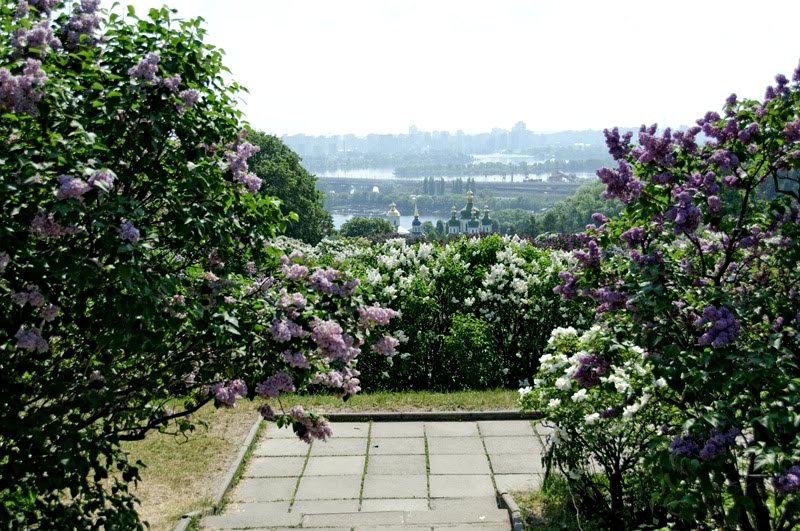 Lilac garden, Kiev
