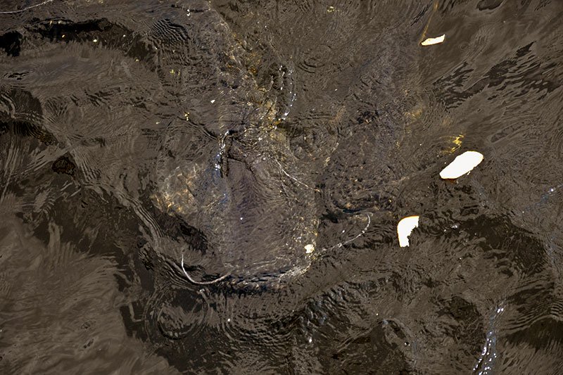 Giant catfish is up to 3 metres long