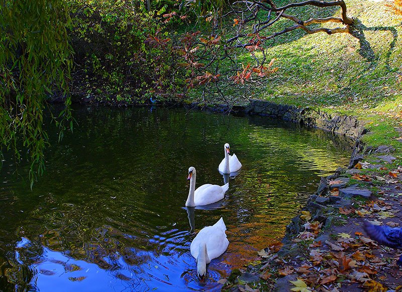 Stryiskyi park, Lviv