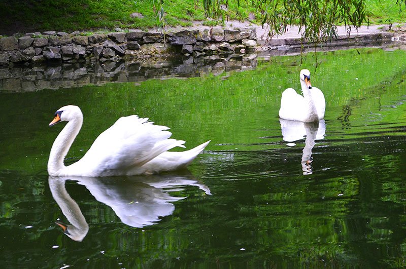 Swans in Stryiskyi park, Lviv