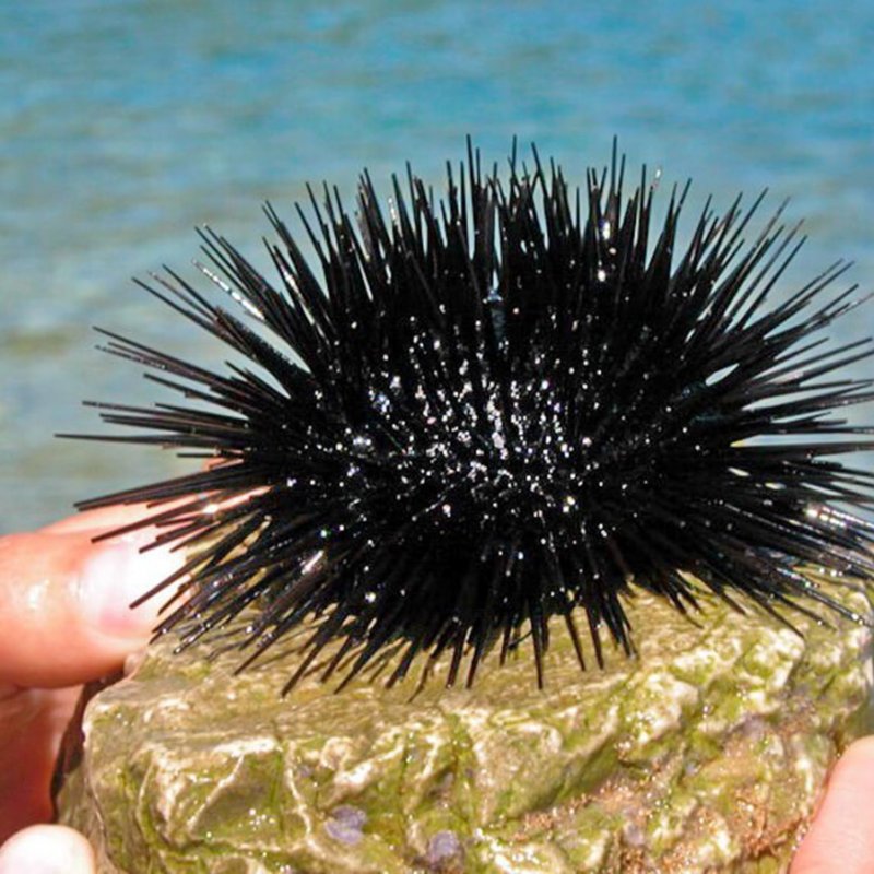 sea urchin, Split