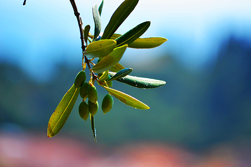 How to try olive oil on Crete