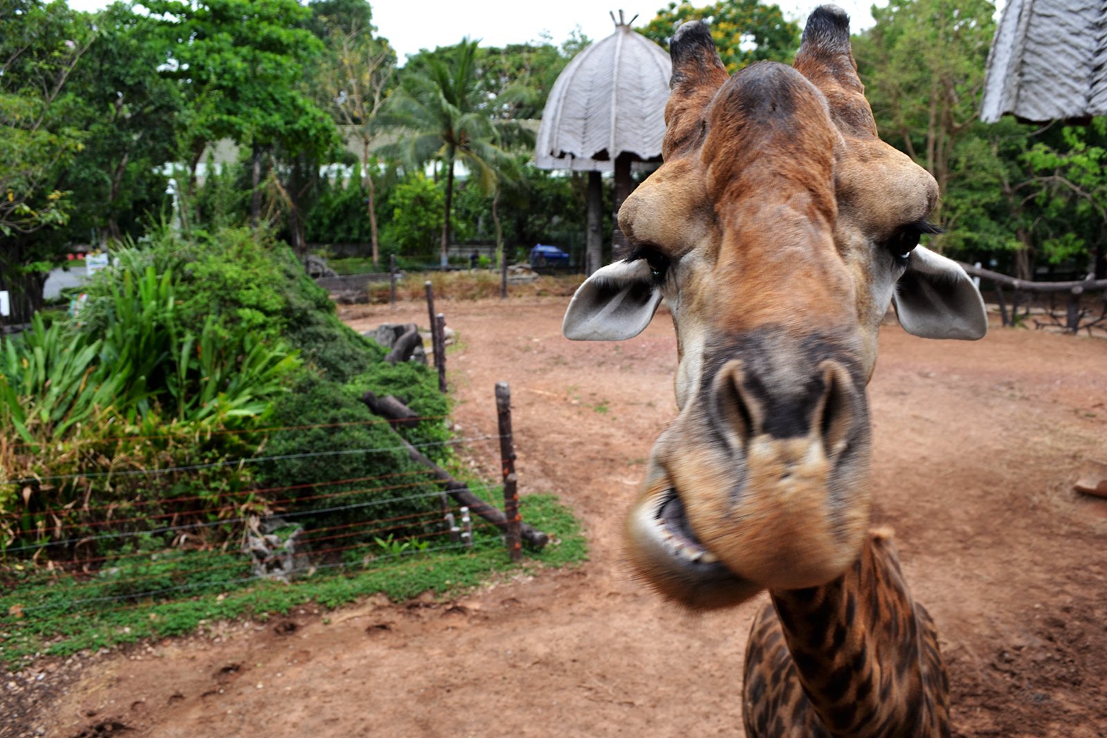 How to feed a giraffe in Bangkok