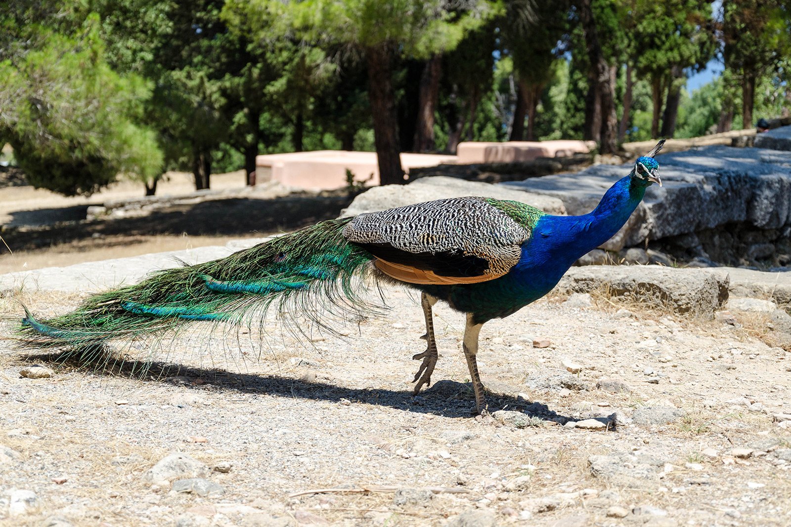How to see peacocks on Rhodes