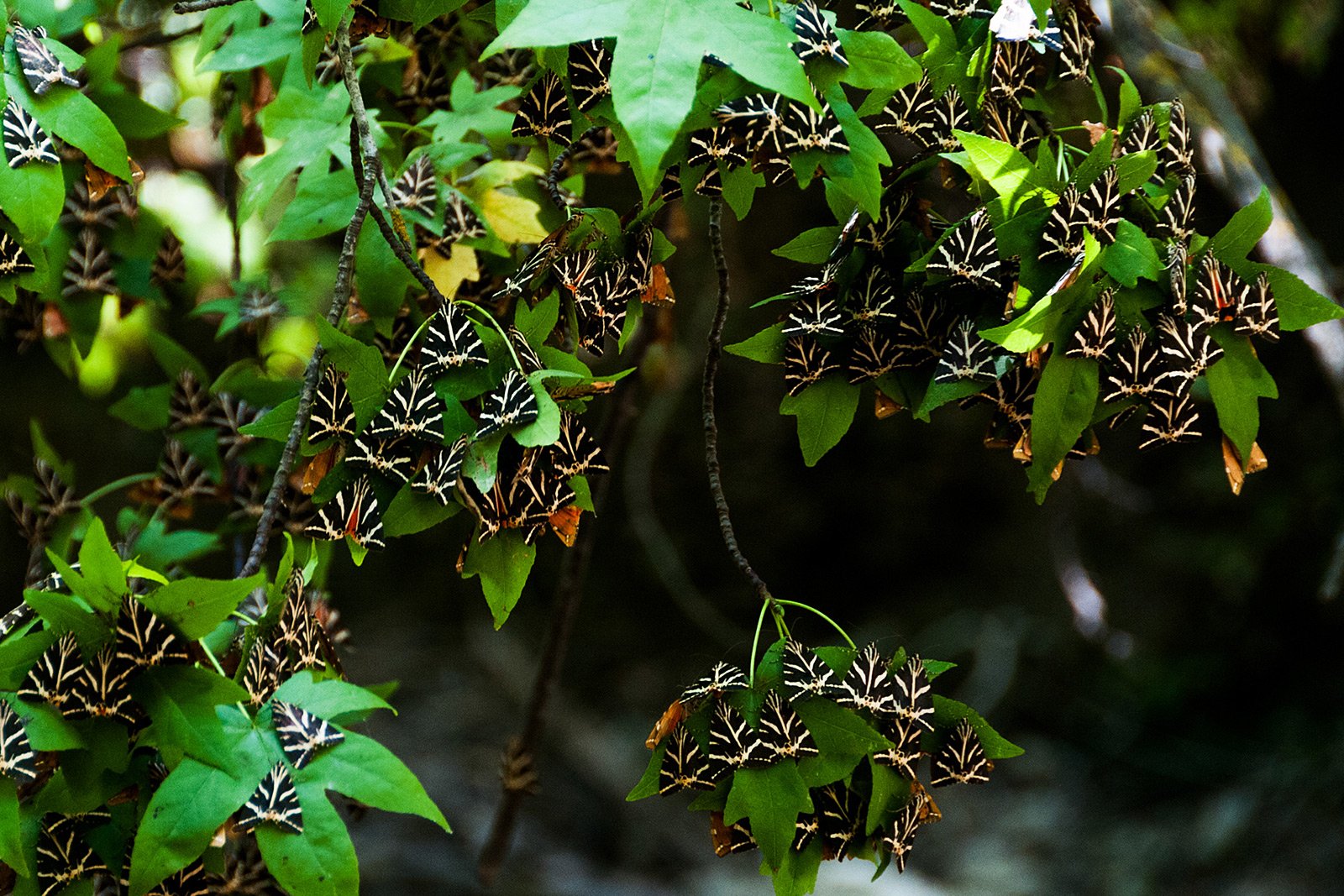 How to see Valley of the Butterflies on Rhodes