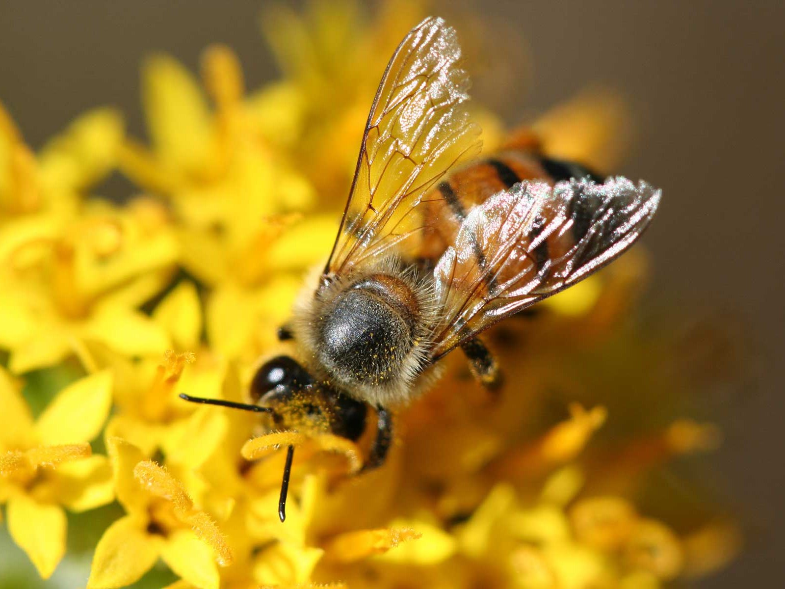 How to watch the bees in the museum on Rhodes