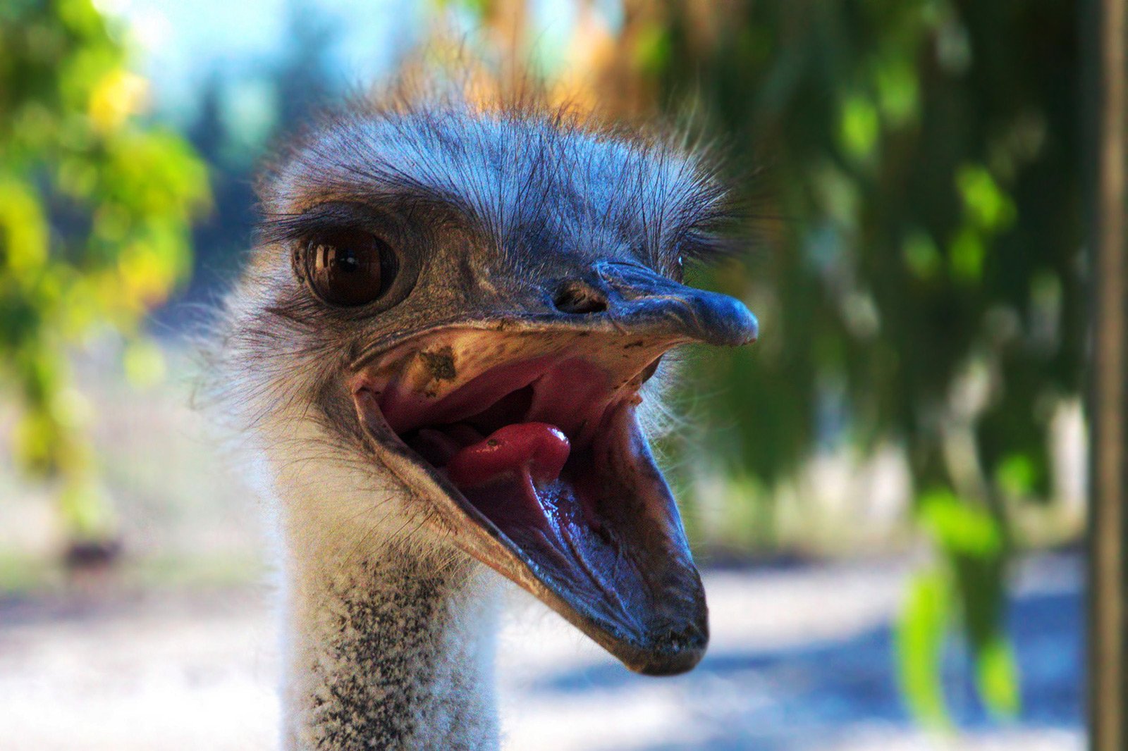 How to take selfie with ostrich on Rhodes