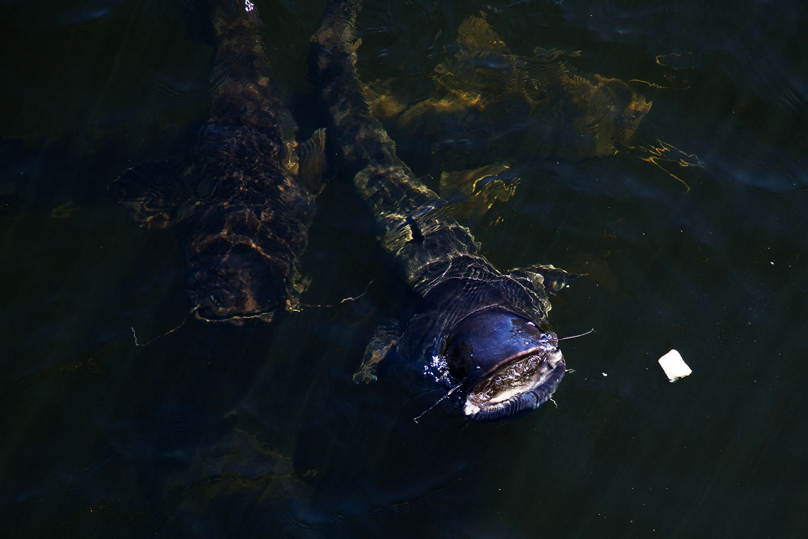 How to feed giant catfish in Chernobyl