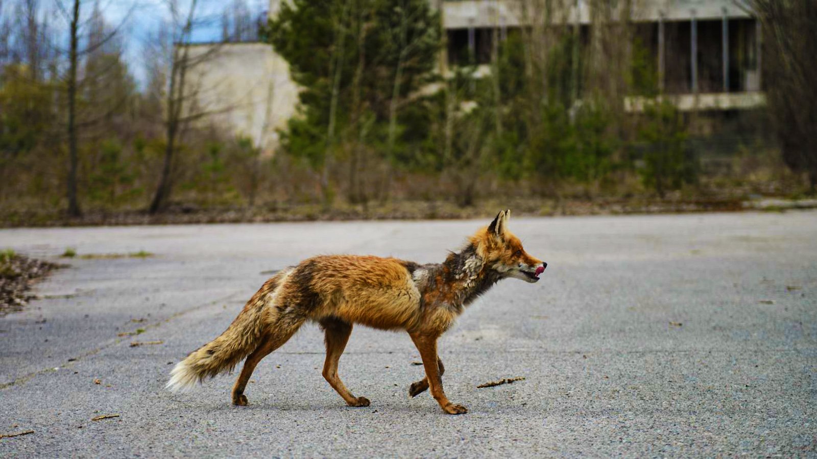 How to see animals living in the ghost town in Chernobyl