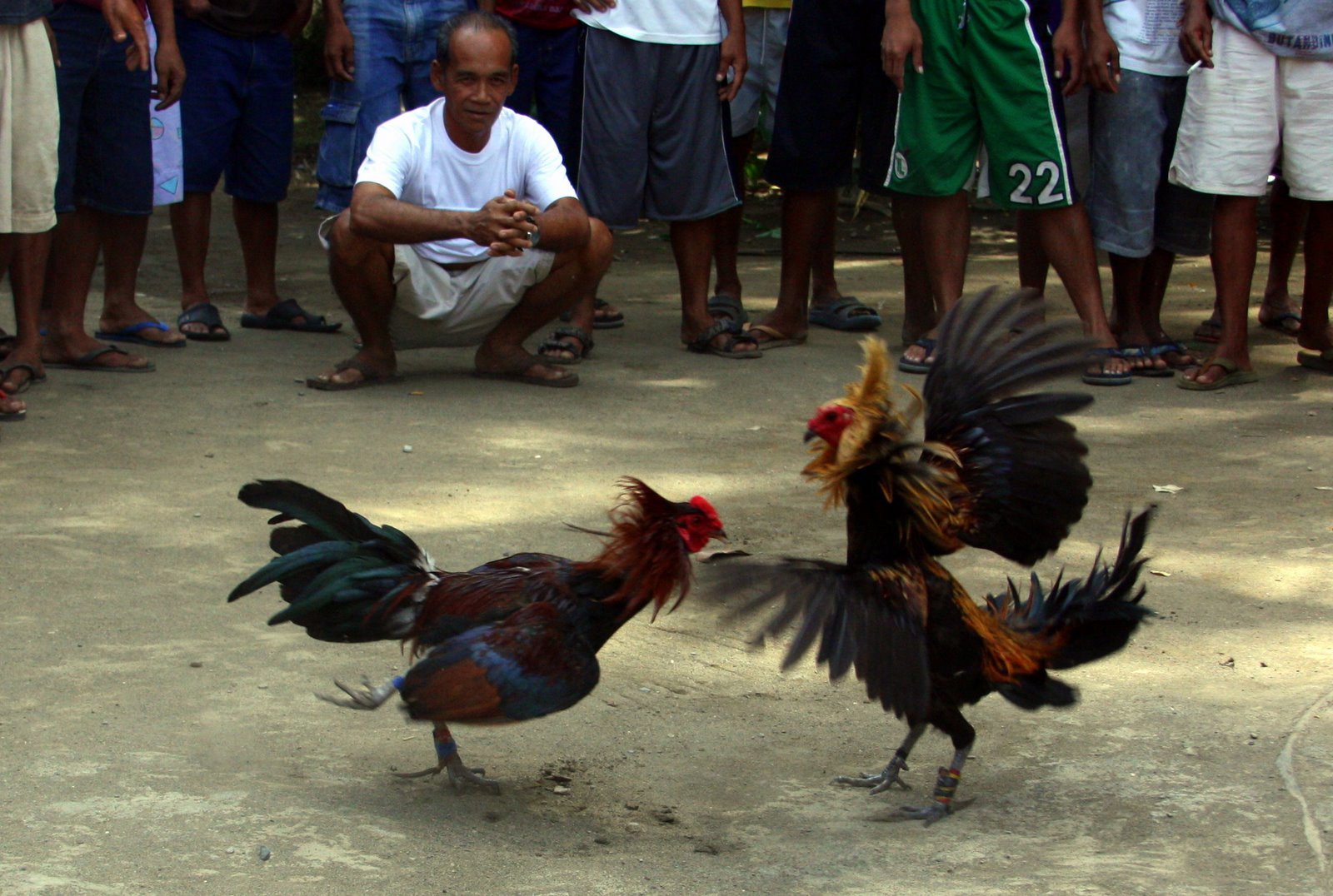 How to see cockfights in Phuket