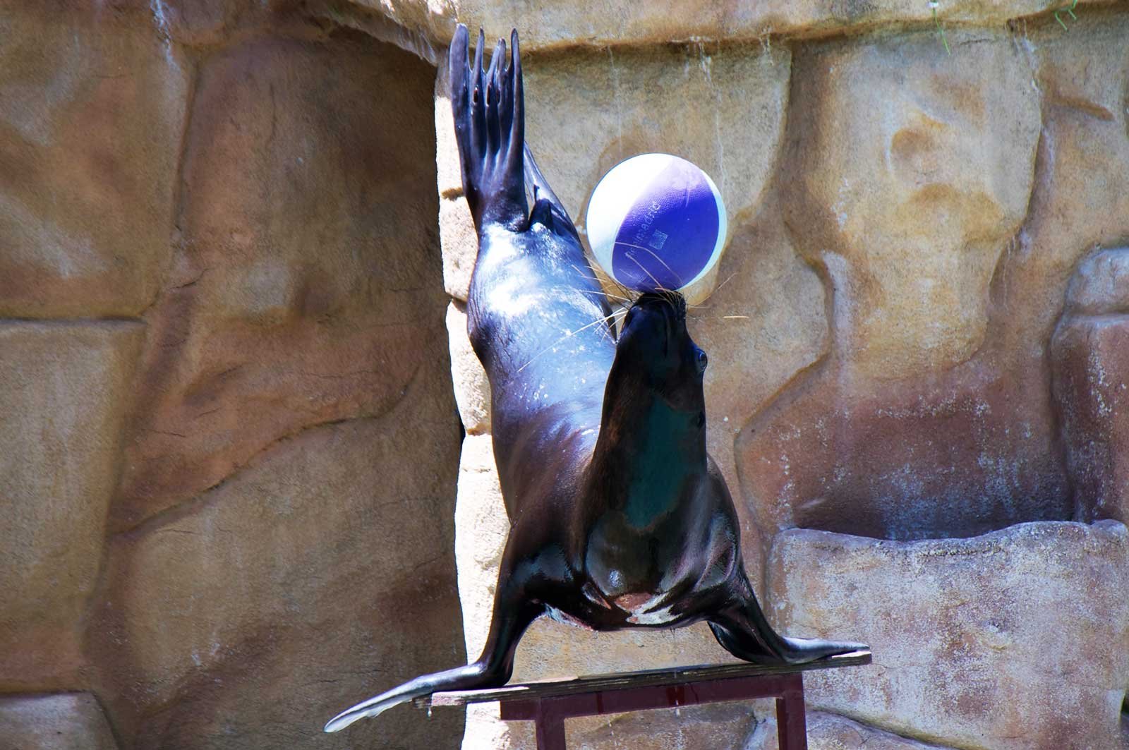 How to swim with the sea lions in Seville