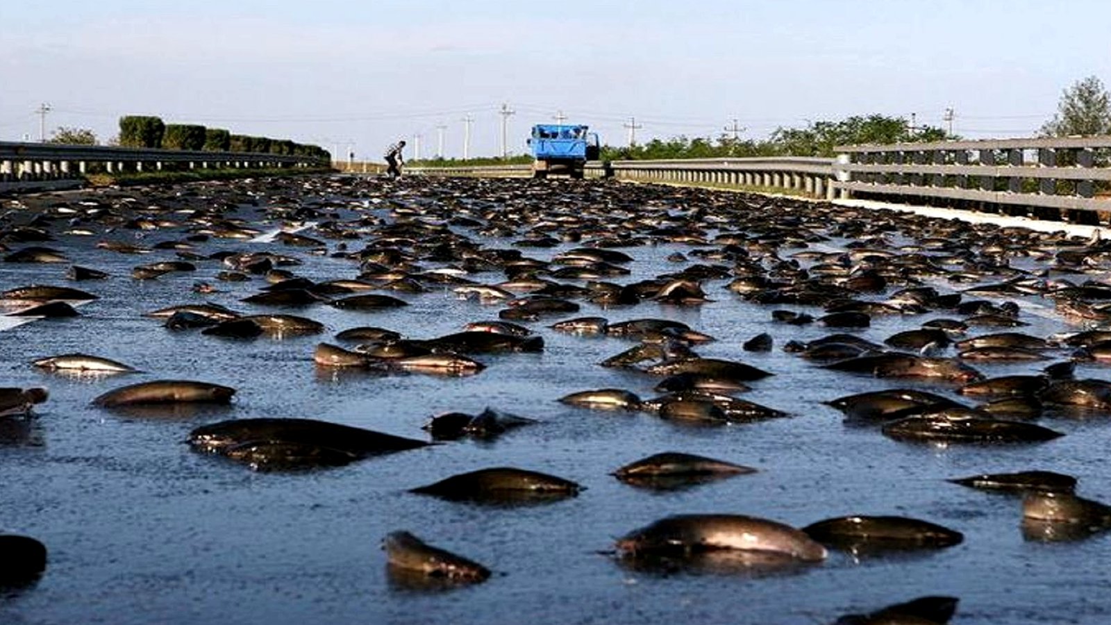 How to see the fish rain in Yoro