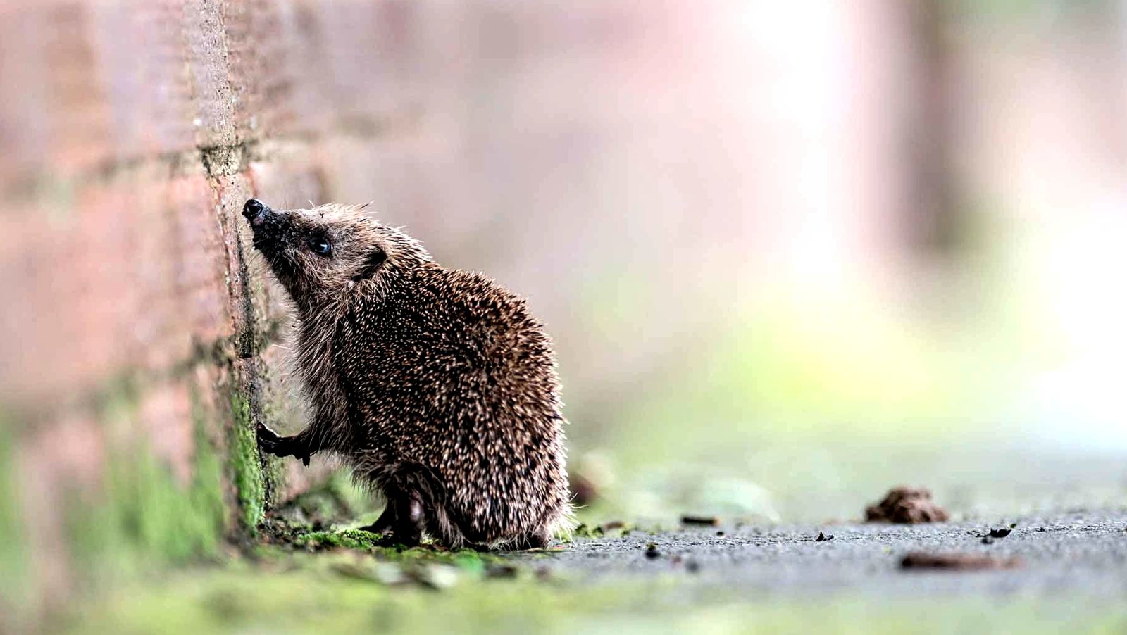 How to find a hedgehog in Kiev