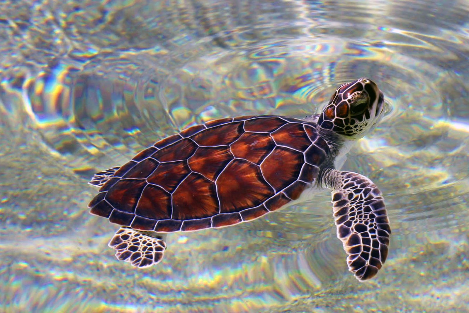 How to release baby turtles into the ocean on Little Corn Island in Managua