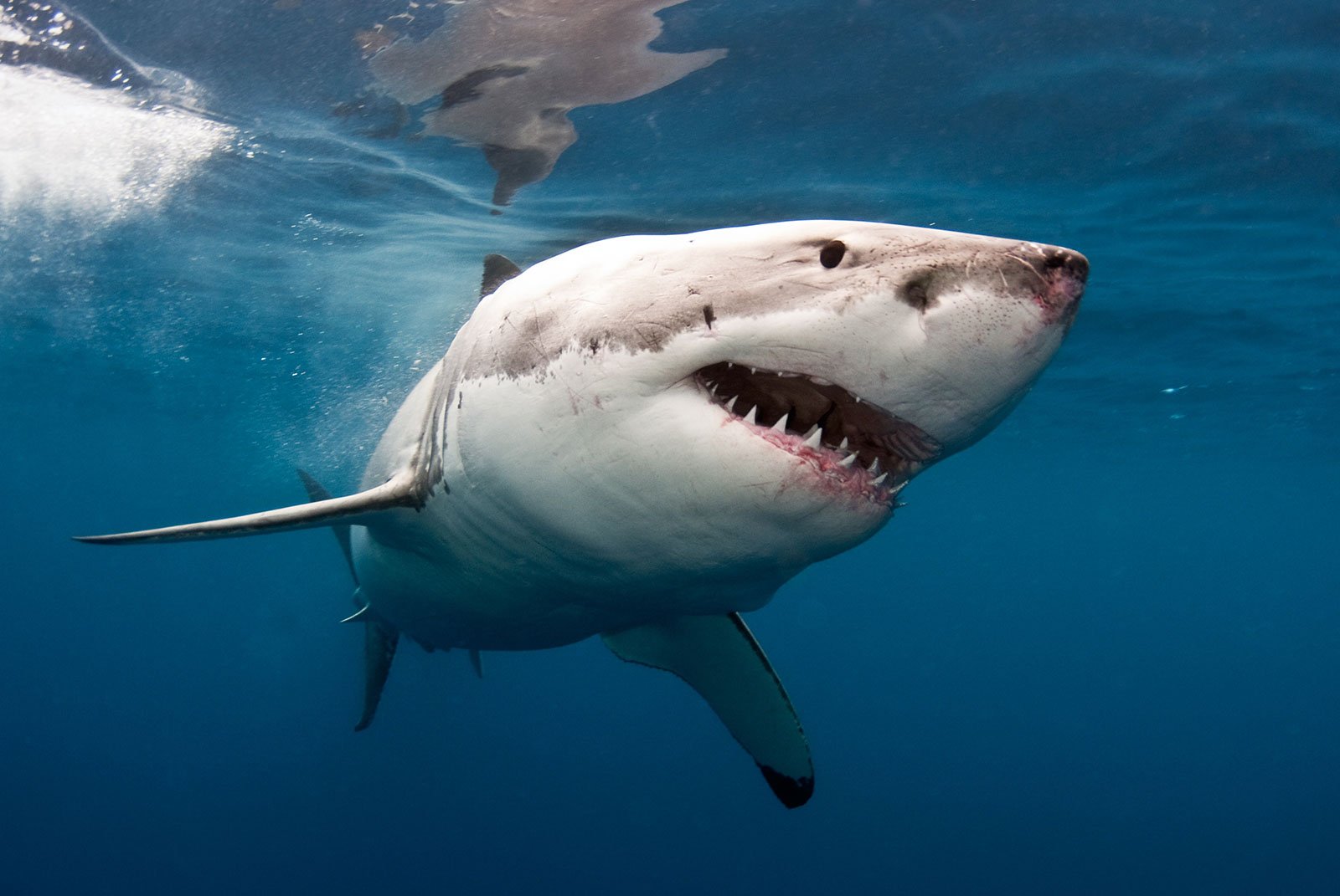 How to go white shark diving in Cape Town
