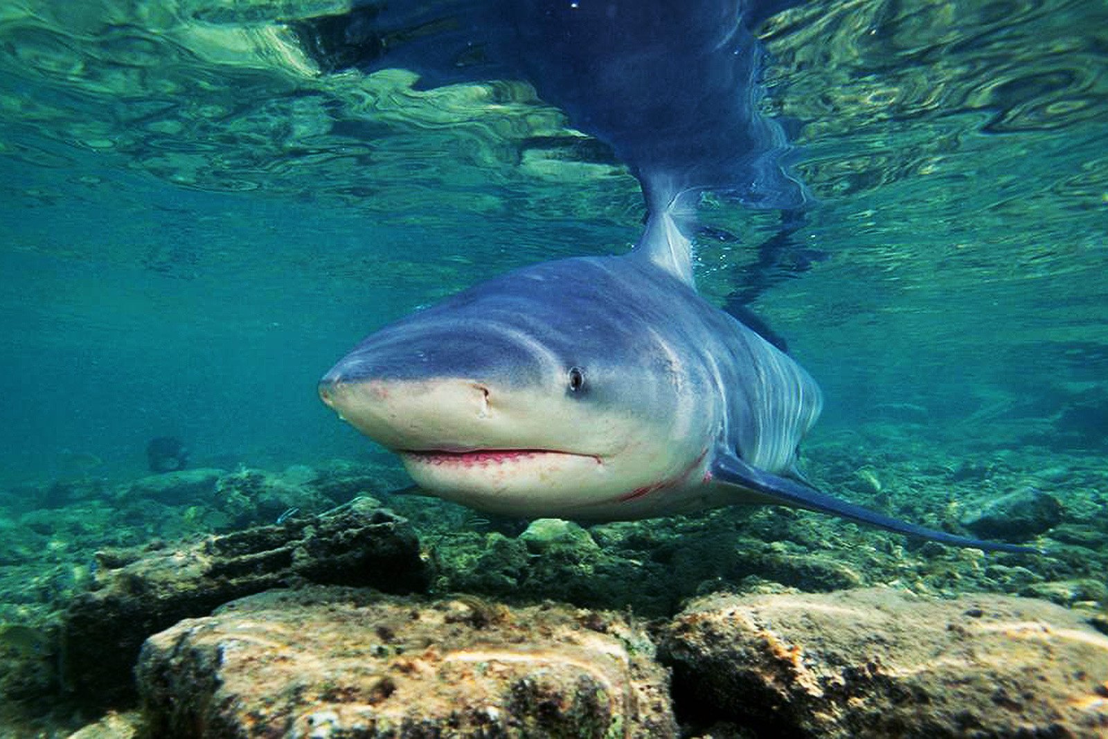 How to feed freshwater sharks in lake Nicaragua in Granada