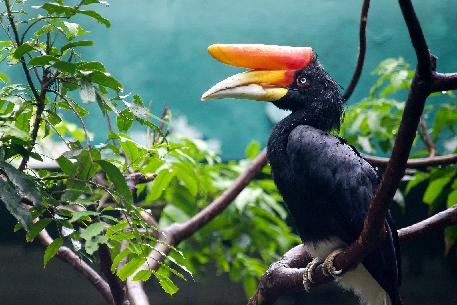 How to see hornbills in Kuala Lumpur
