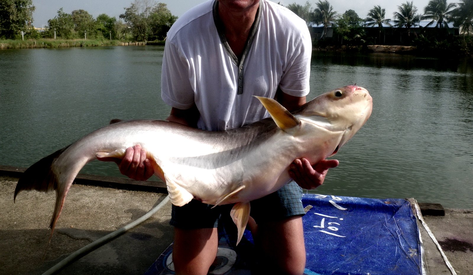 How to go fishing for huge catfish in Pattaya