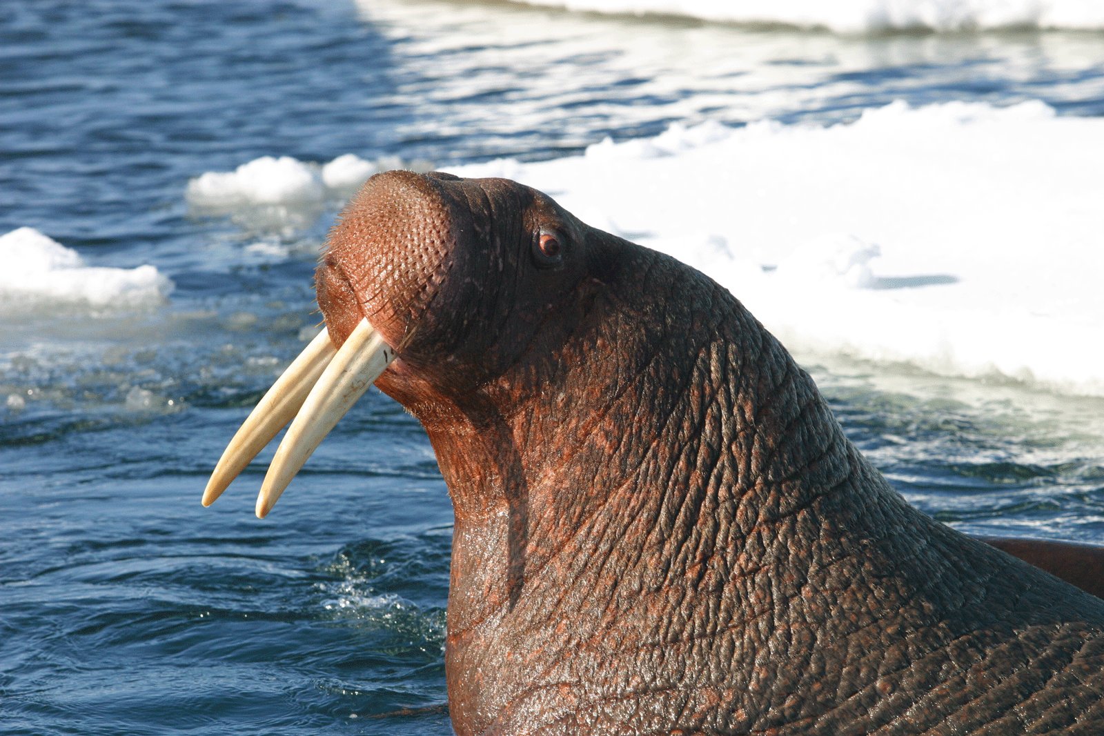 How to watch the walruses in North Slope