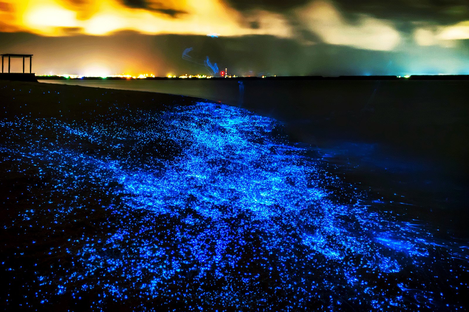 How to watch firefly squids in Tokyo