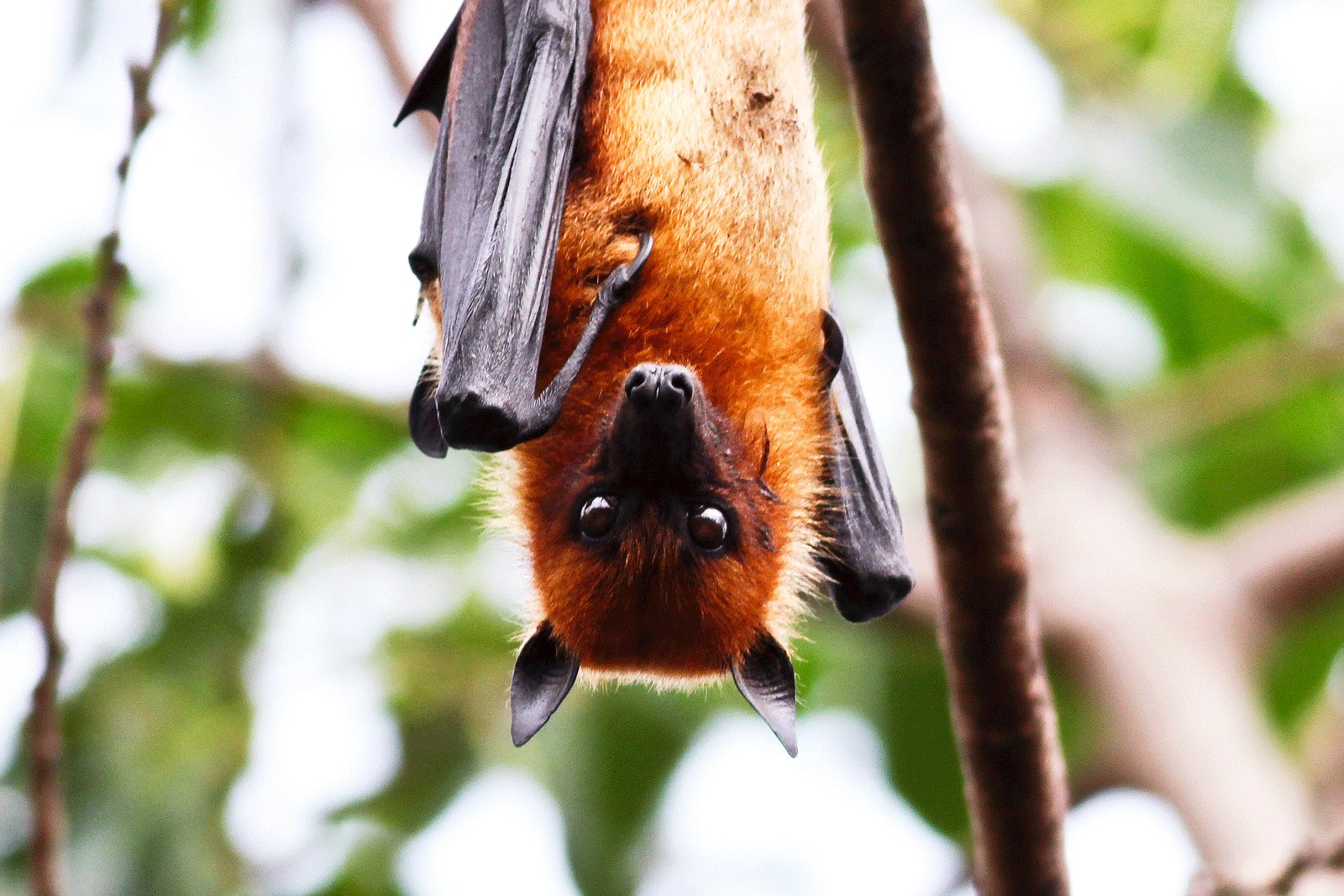 How to feed flying foxes in Kandy