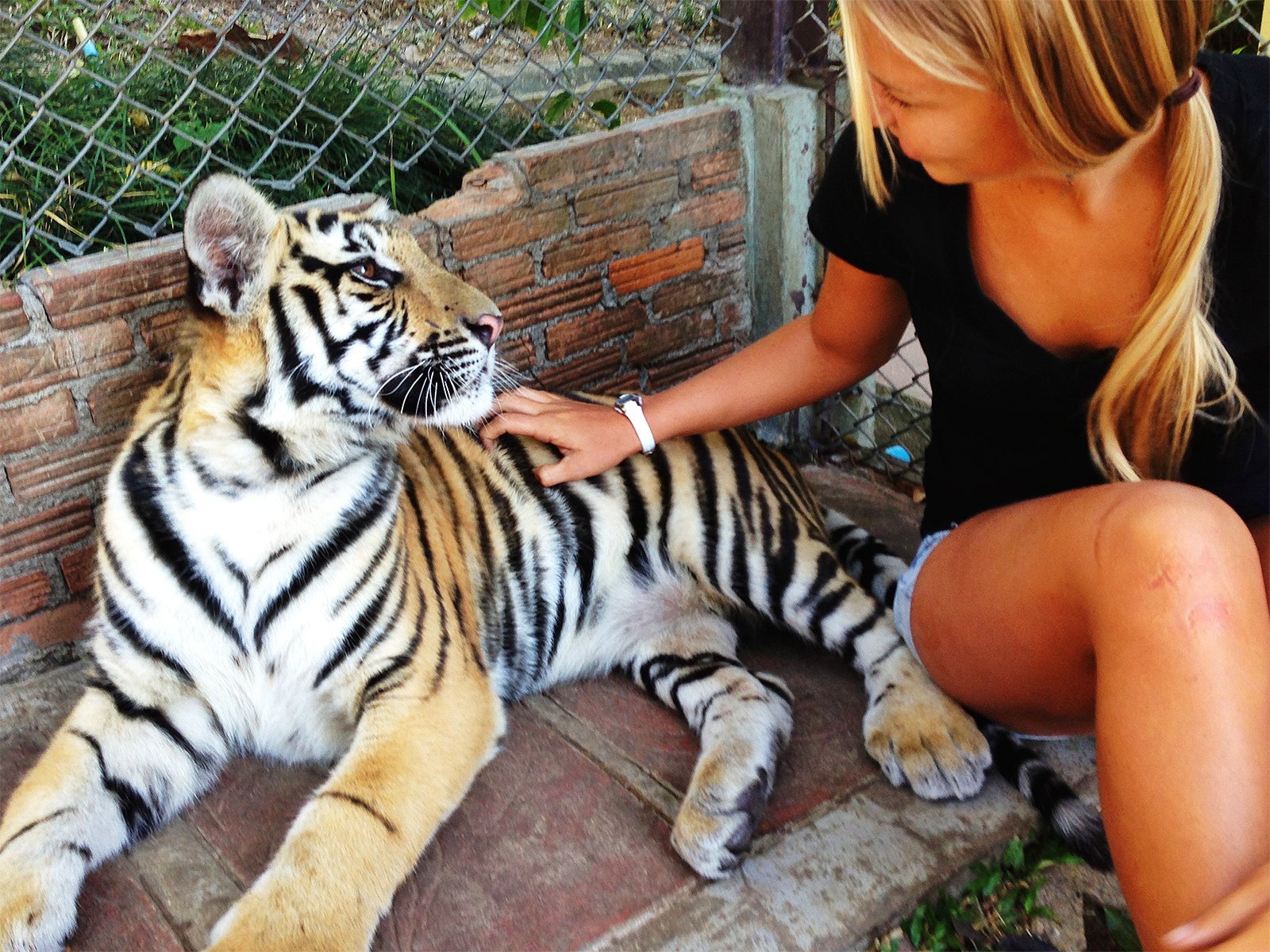 How to feed the tiger cubs in Phuket