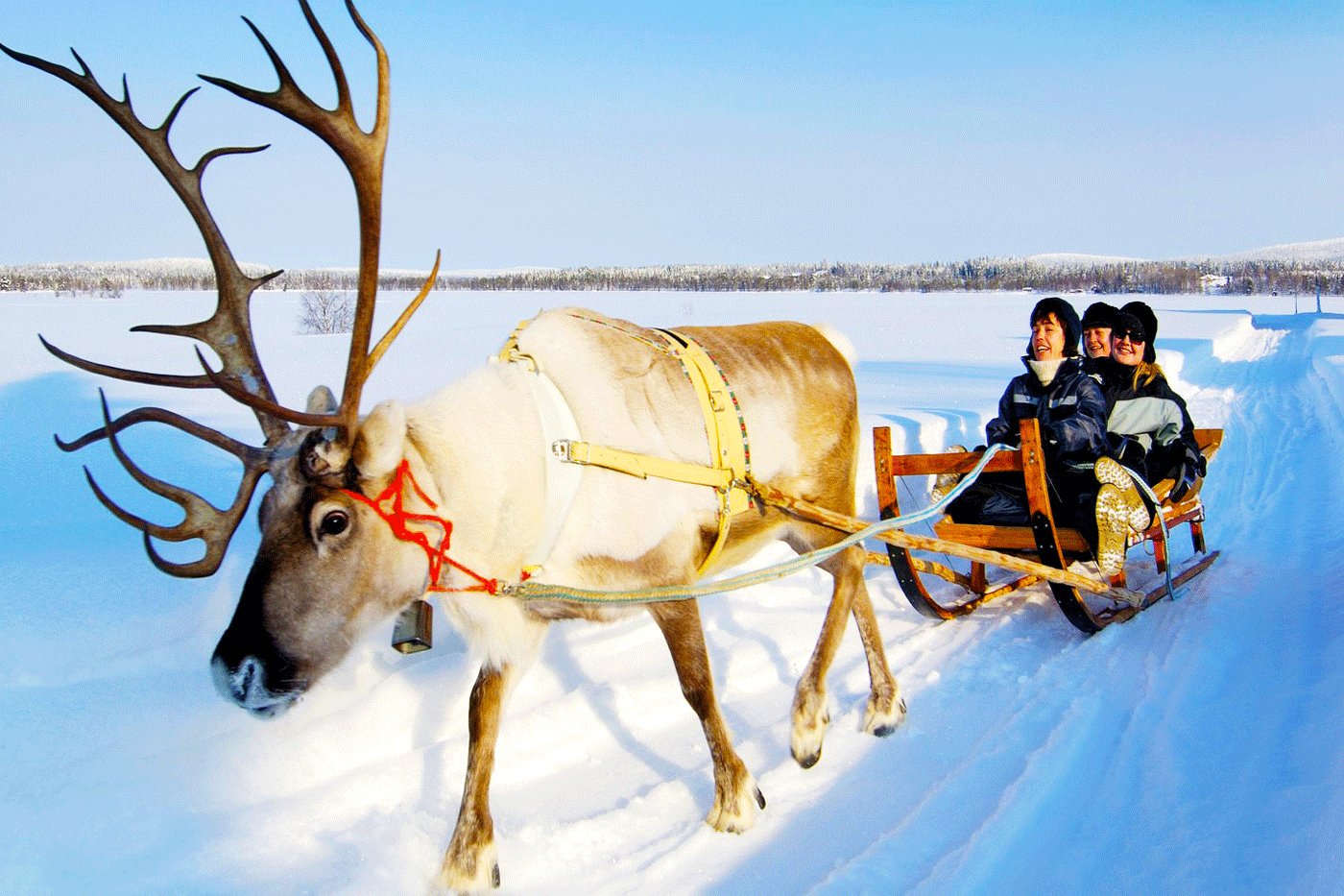 How to take a reindeer-drawn sledge ride beyond the polar circle in Rovaniemi