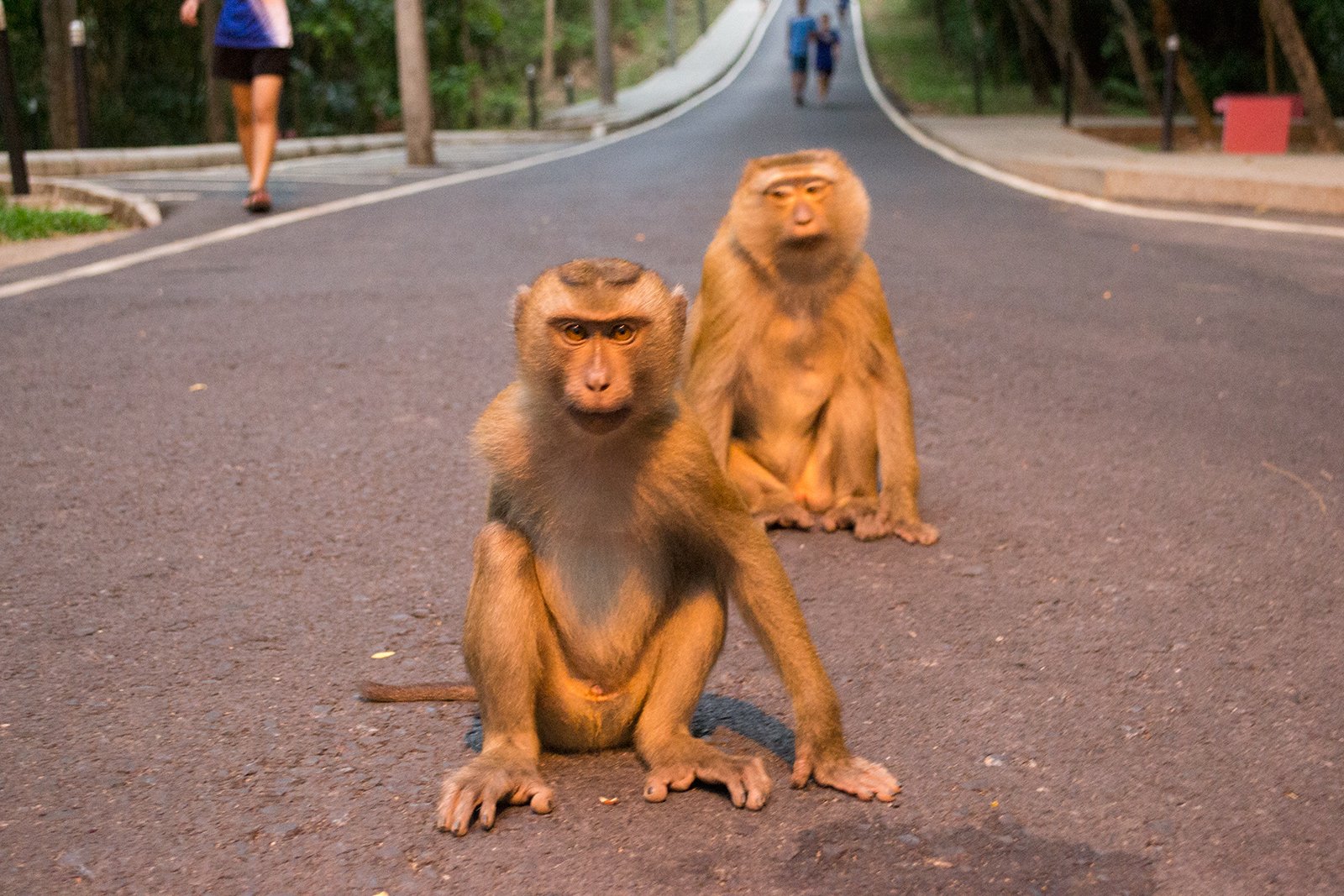 How to feed wild monkeys in Phuket
