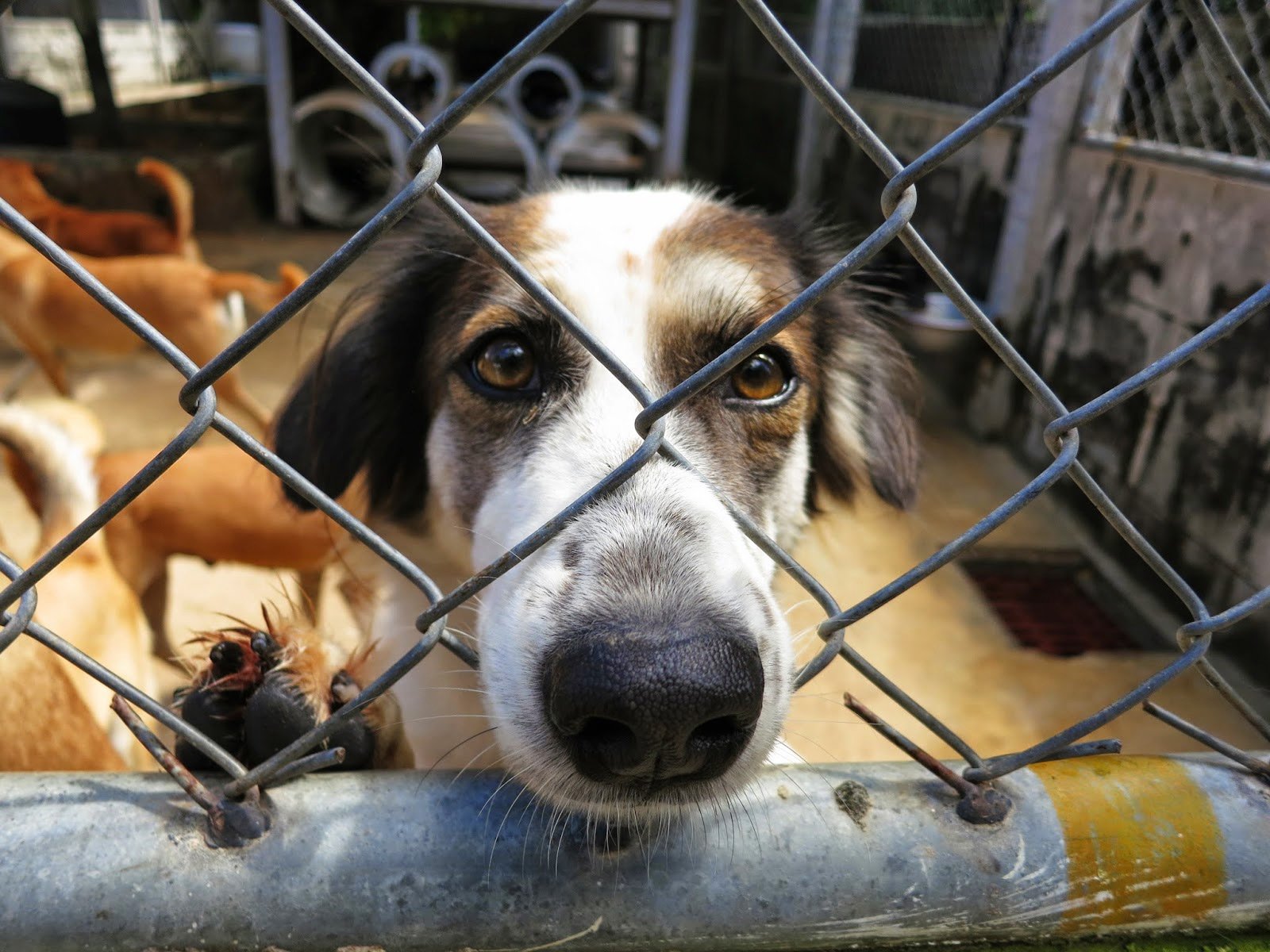 How to sponsor a stray dog in Phuket