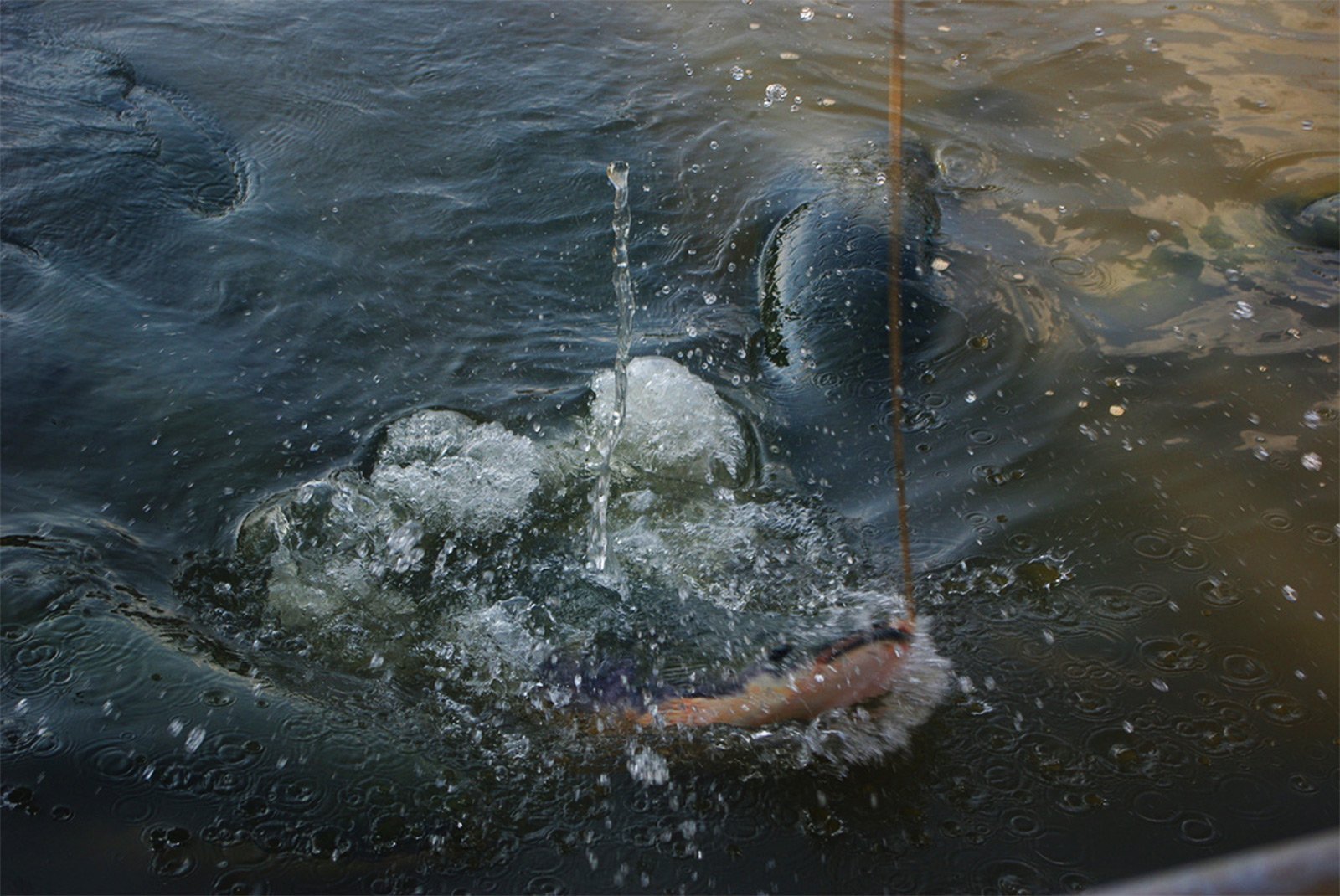 How to feed a giant arapaima fish in Pattaya