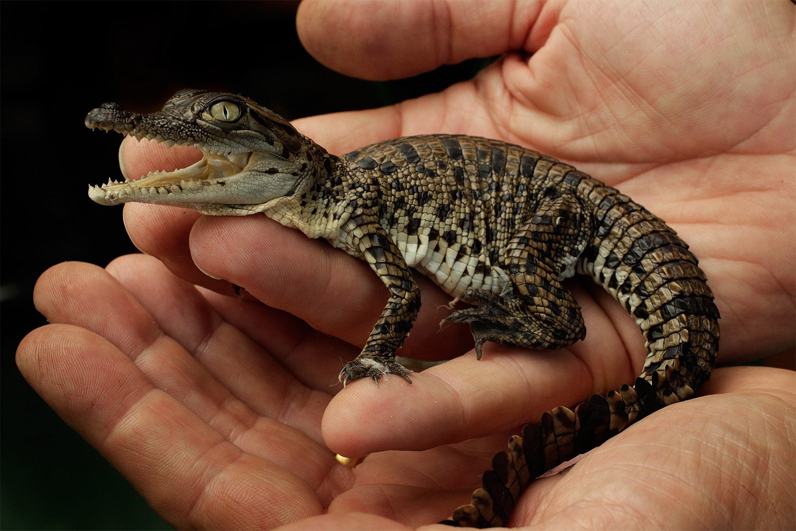 Мелкие ящерицы. Карликовый Кайман. Нильский Кайман. Крокодиловый Кайман (Caiman Crocodylus). Карликовый Варан ящерица.