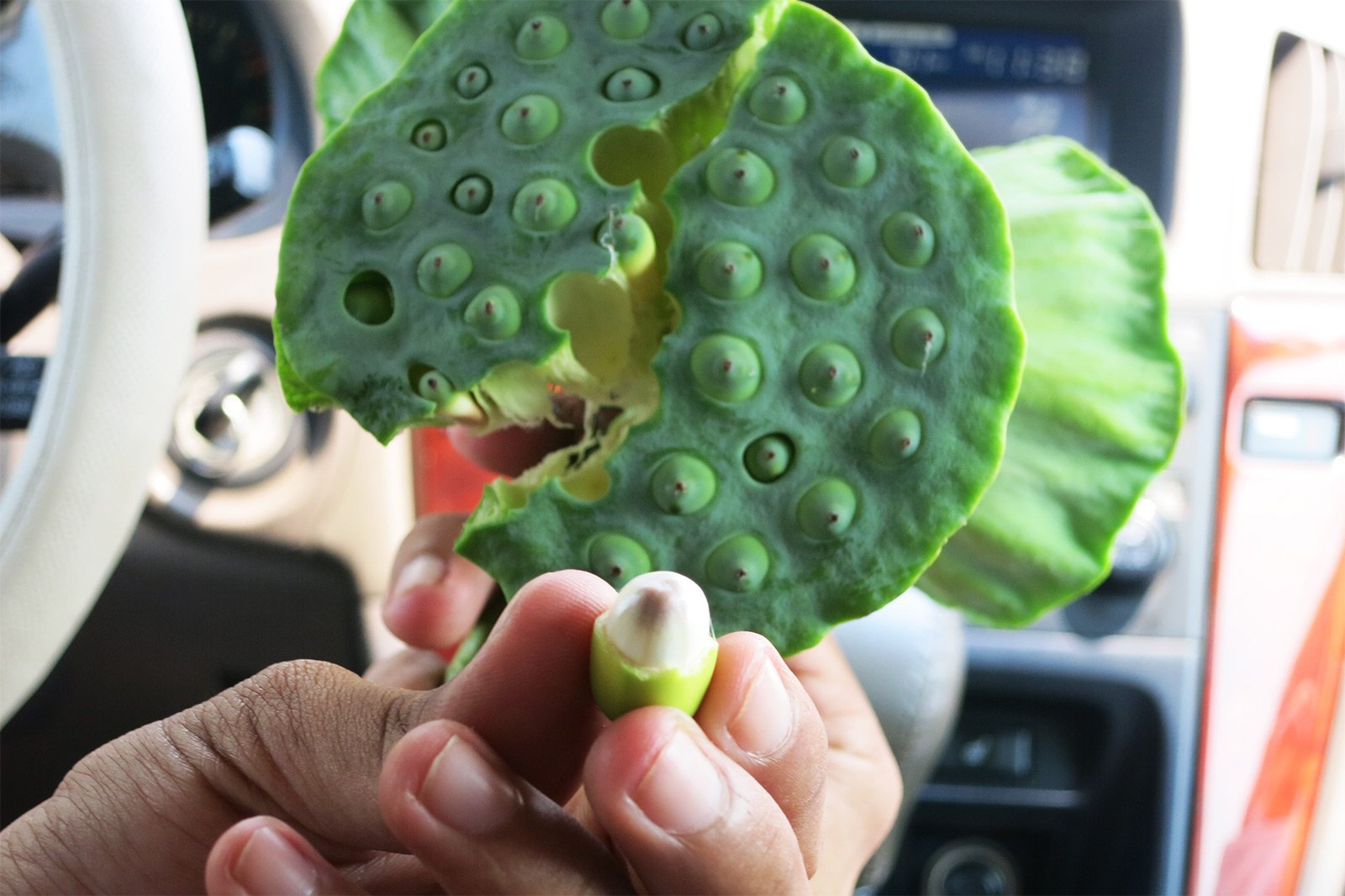 How to try some lotus seeds on Koh Samui