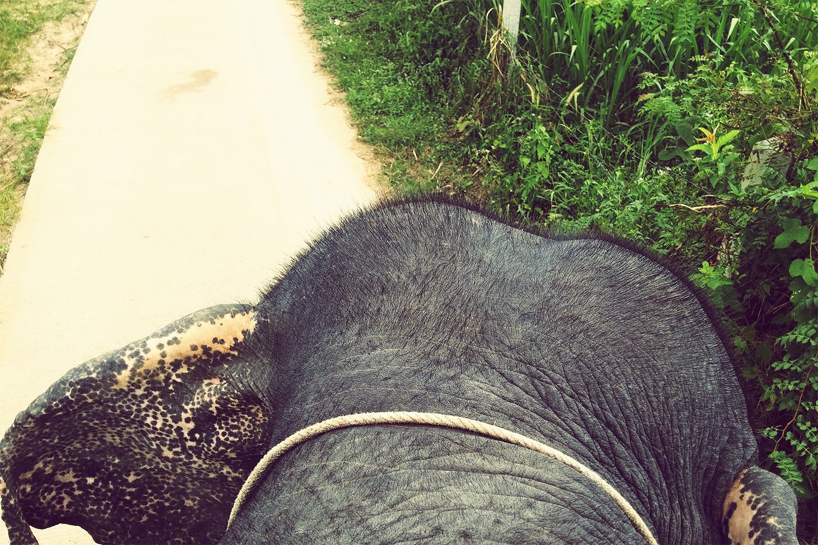 How to go for elephant trekking on Koh Samui