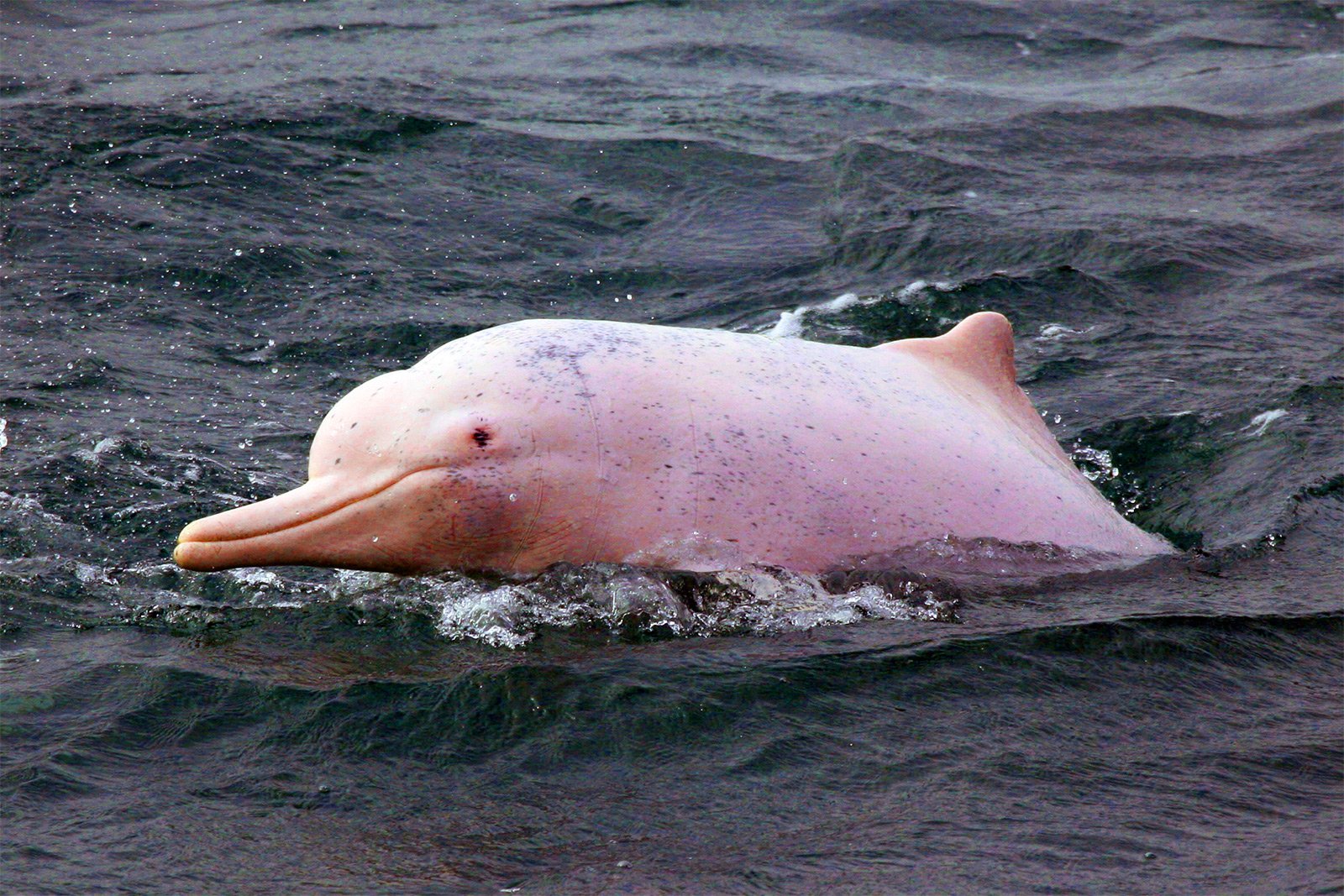 How to see the pink dolphins on Koh Samui