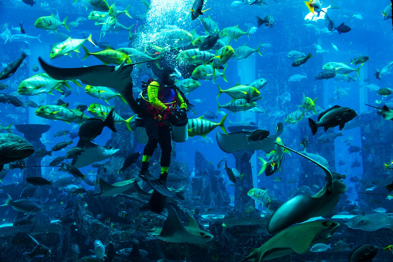 Dubai Mall Aquarium Shark Dive