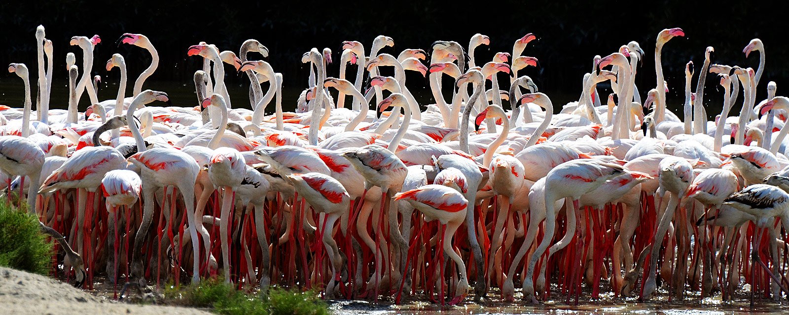 How to watch flamingos in Dubai